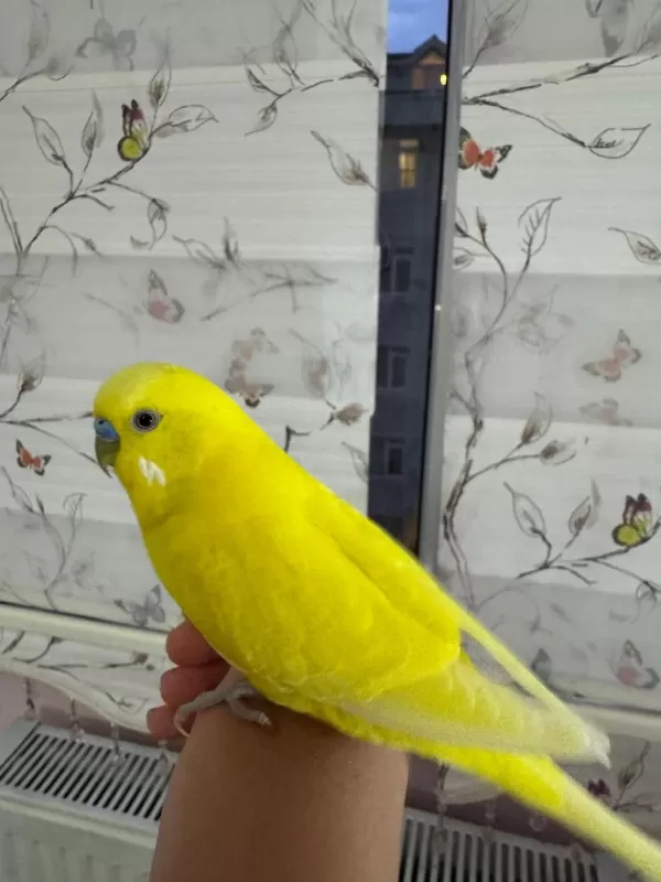 Erkek Muhabbet Kuşu 1.5 Yaş