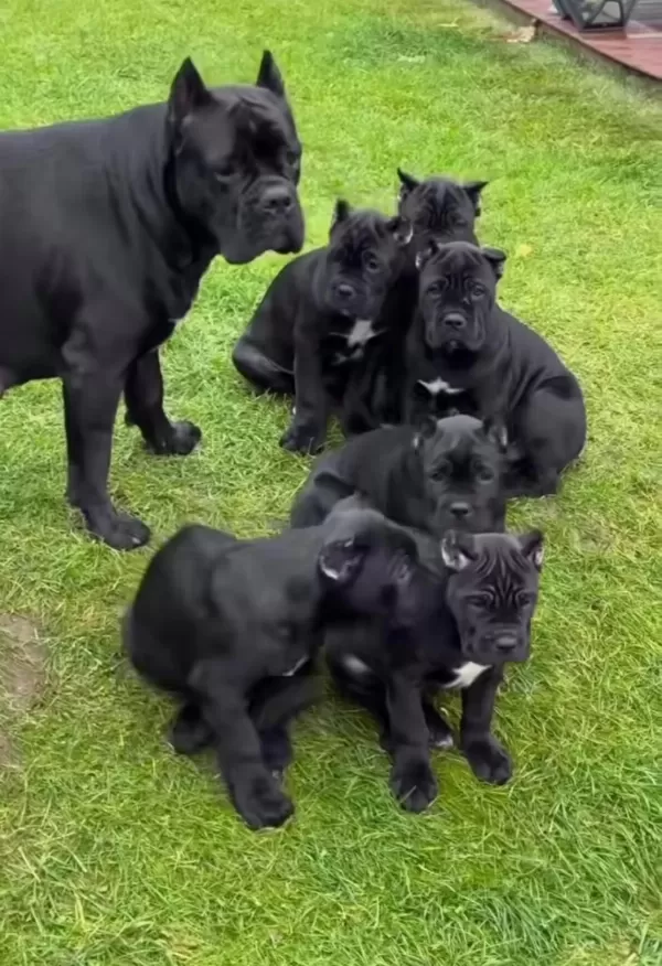 Dişi Erkek Cane Corso Kapıda Ödemeli Güvenli Sistem