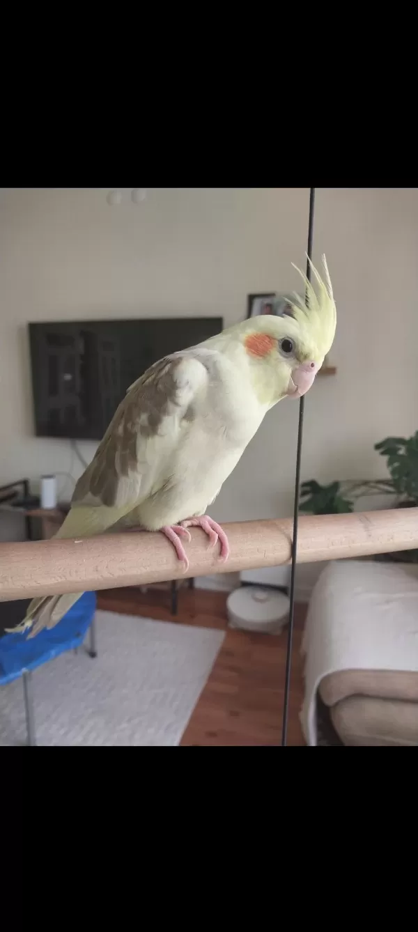 4 Aylık Erkek Sultan Papağanı