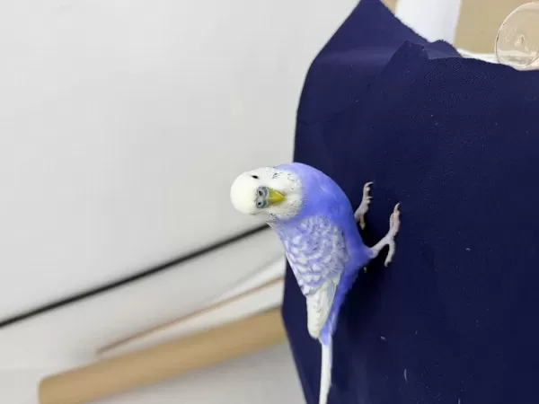 Sağlıklı Erkek Muhabbet Kuşu