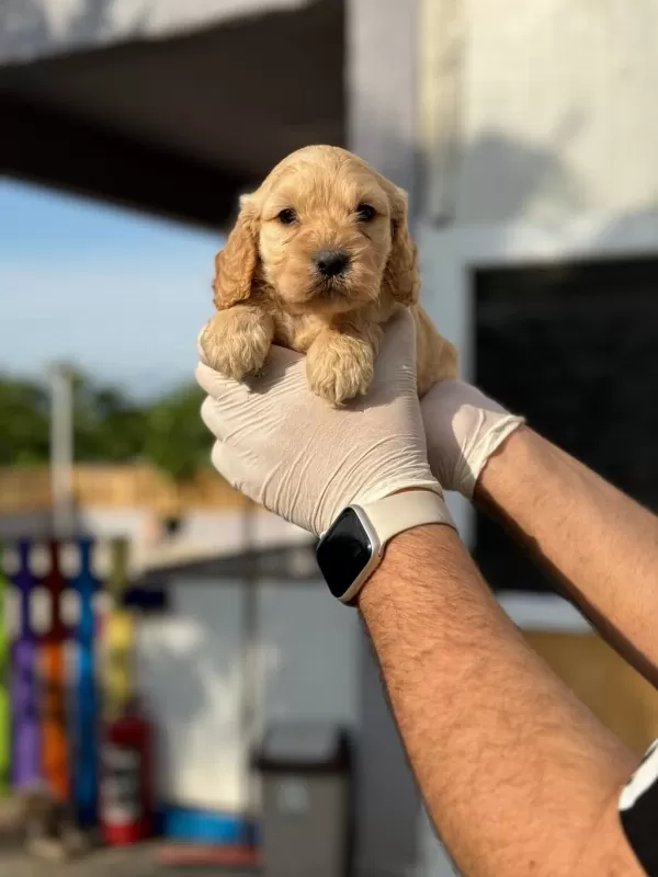 Maltipoo Yavrularımızı Canlı Görerek Alabilirsiniz