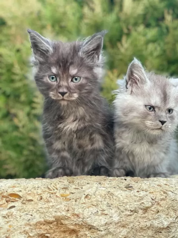 Lüks Ve Üst Kalite Maine Coon Yavruları