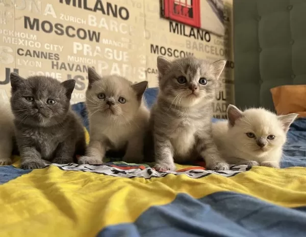 Silver Blue Ve Blue Point Yavru Kedilerimiz