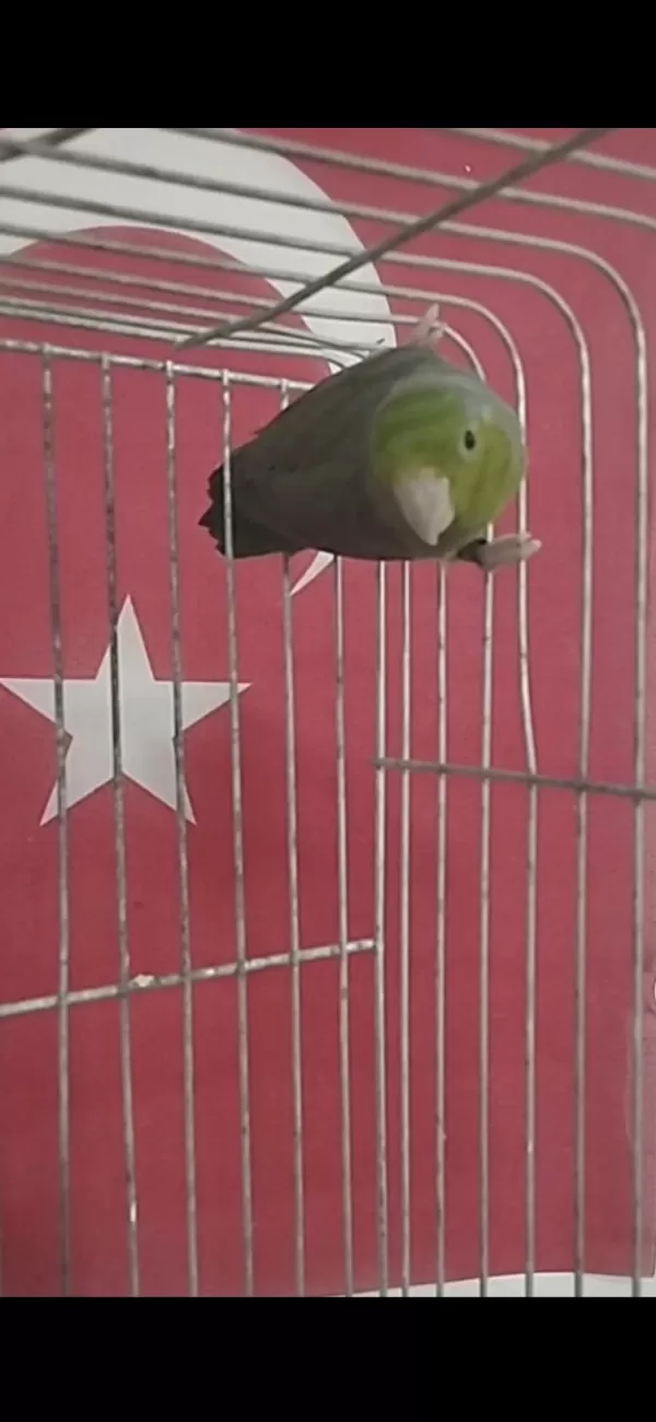 1 Yaşında Bilezikli Erkek Forpus Papağanı
