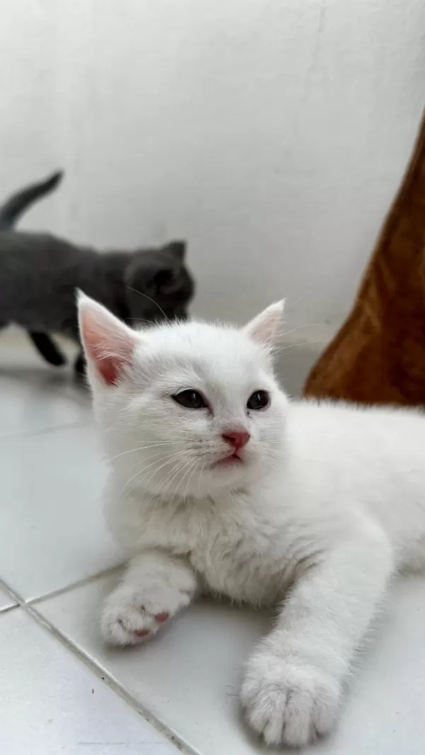 British Shorthair Beyaz Yavrular