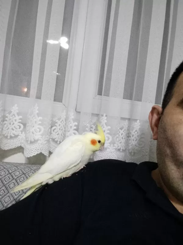 Lutino Kırmızı Göz Yavru Sultan Papağanı