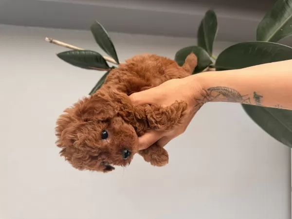 Gerçek Red Brown Biblo Ev Doğum Poodle