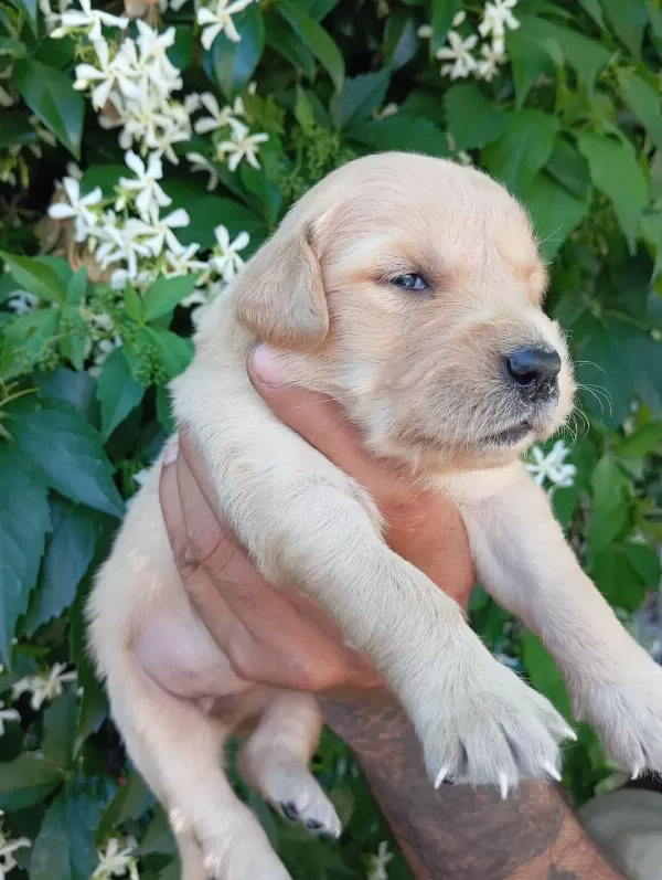 İrk Ve Sağlik Garanti Golden. Retriewer Yavrularimuz