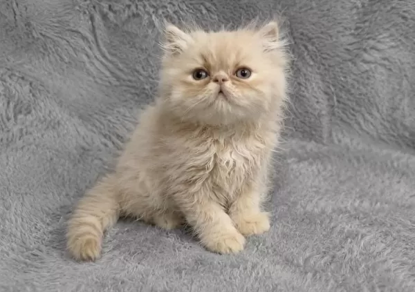 İran Persian (kalite)