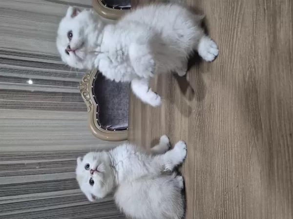 45 Günlük Scottish Fold Yavrular