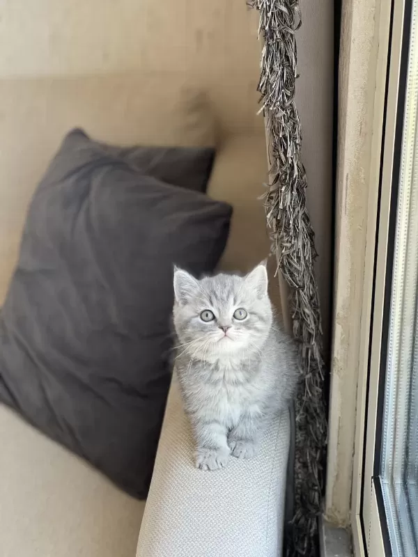 İnsan Canlisi Sevimli British Shorthair Yavrum