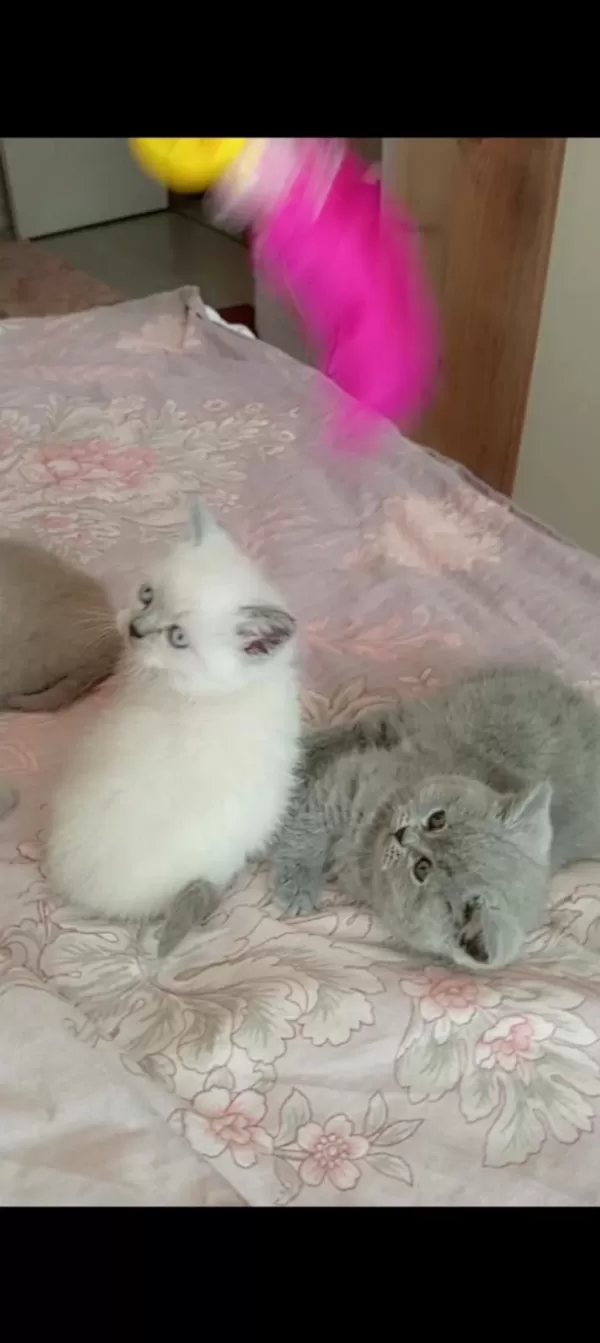 Gerçek Bir Dost Kediyse İstediğiniz Tamda Doğru Yerdesiniz