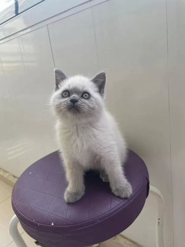 Son Kalan Erkek Yavru British Shorthair