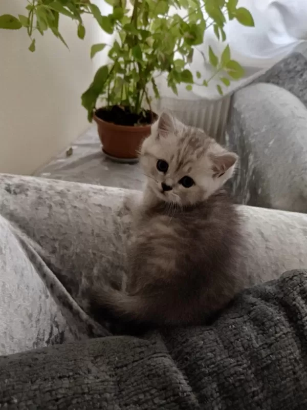 Tonton British Shorthair Yavrular