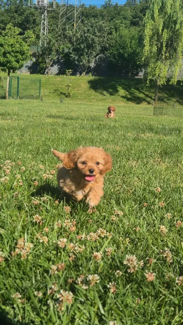 Teddy Surat Kore Kan Maltipoo Yavrularımız