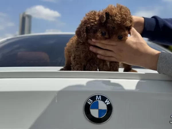 Ankaranın En Kaliteli Kore Toy Poodle Yavruları