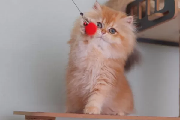 British Longhair Safkan Dişi