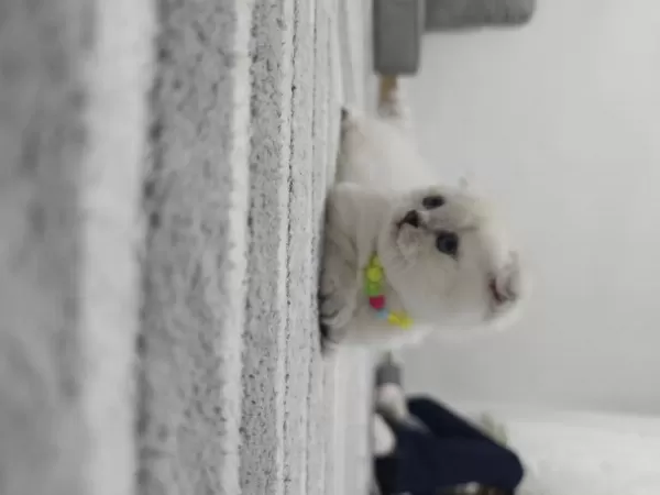 Sağlıklı Scottish Fold Point