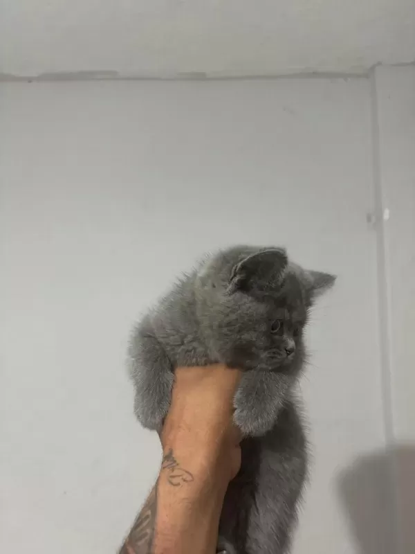 Top Kafa Üst Sınıf British Shorthair Yavrular
