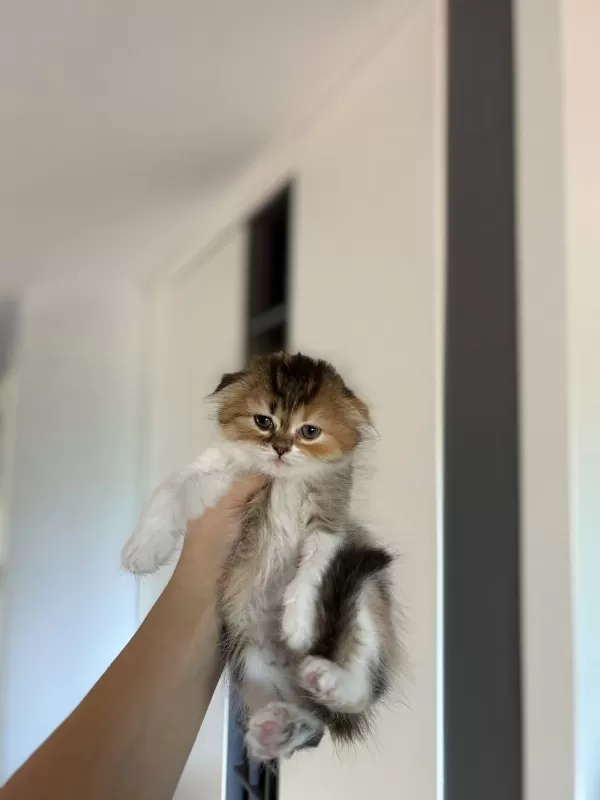 Scottish Fold Sevimli Yavrularim