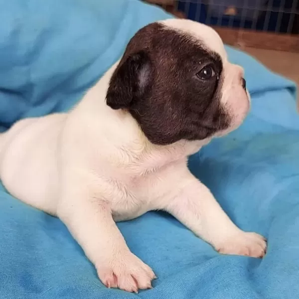 French Bulldog Yavrulari