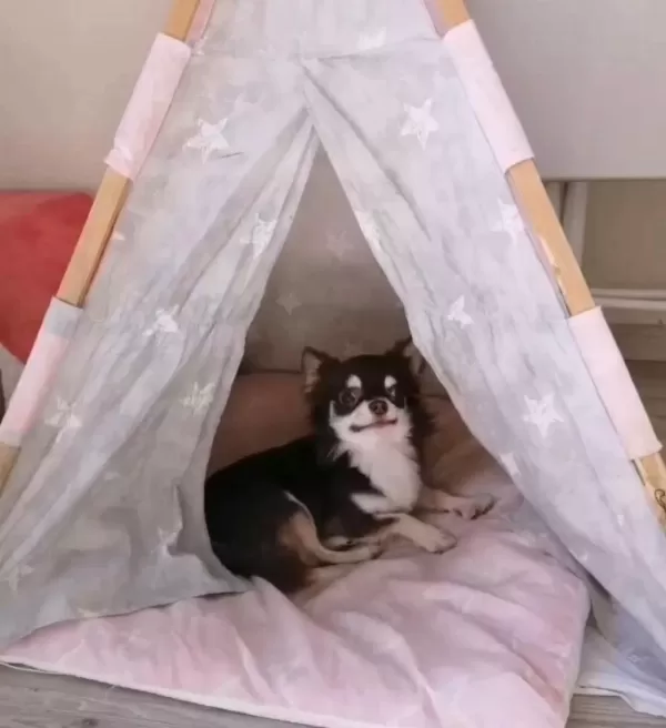 Eğitimli Şecereli Yetişkin Chihuahualar