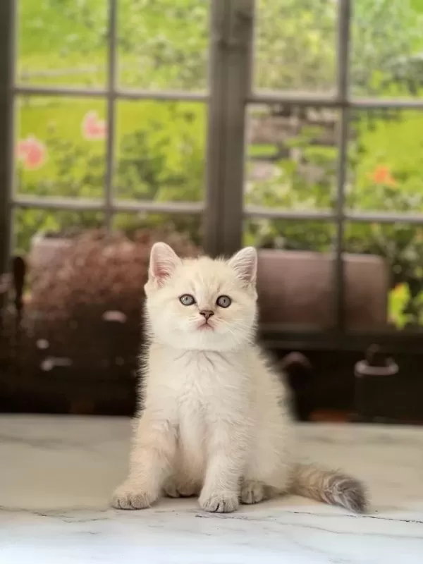 Teslime Hazir British Shorthair Yavrularim