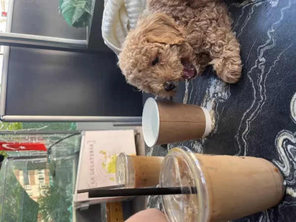 Sağlıklı Toy Poodle 3 Aylık