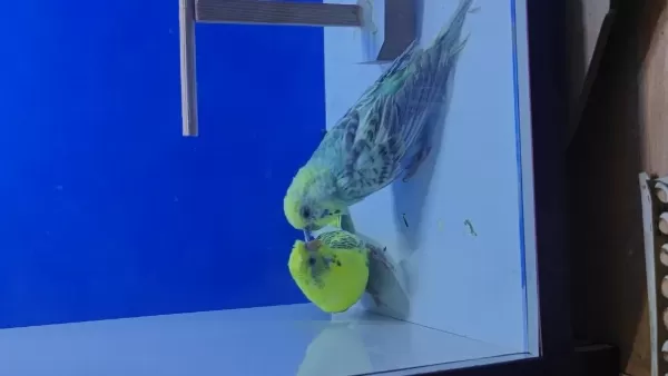 3 Takim Yeni Eşleme Genç Takim Kuşlar