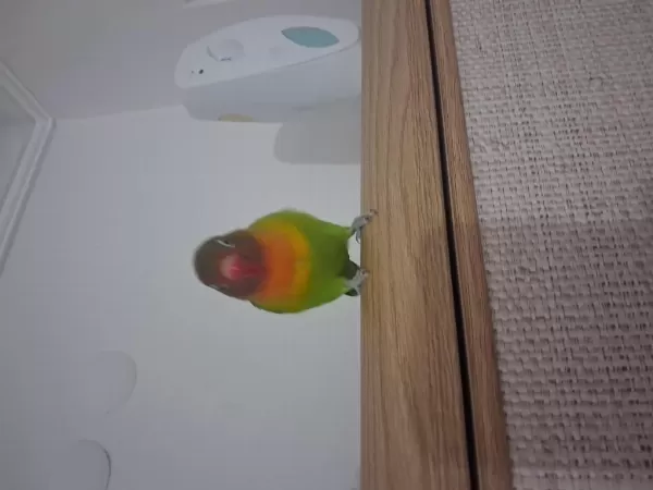 Cennet Papağanı İlgiyi Çok Seviyor