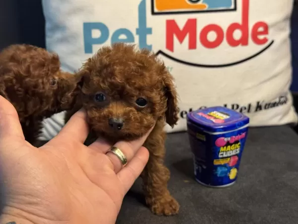 En Özelini Arayanlar İçin Tea Cup Kore Poodle