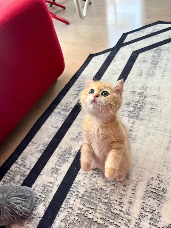Safkan British Shorthair Golden Ny12 Erkek Yavru