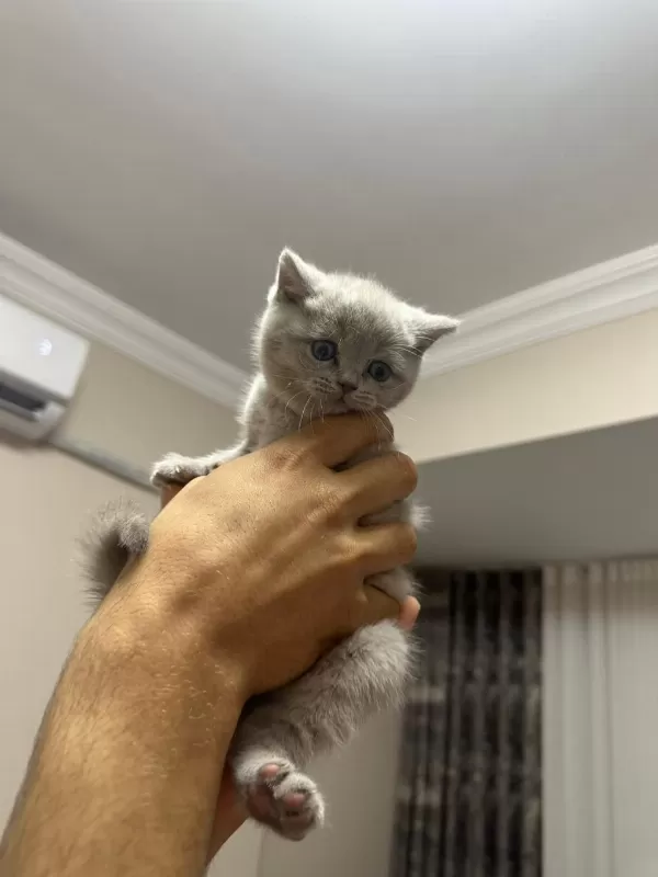 1 Mayıs Doğumlu British Shorthair Bebekler