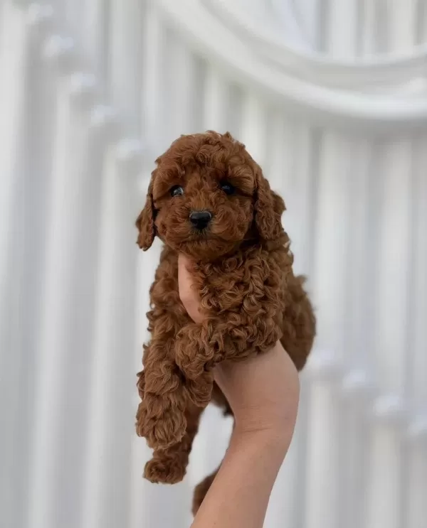 Sağlıklı Toy Poodle Minikler