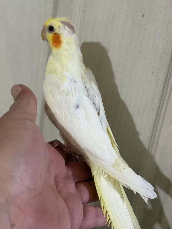 53 Günlük Ful Evcil Lutino Sultan Papağani Bebek