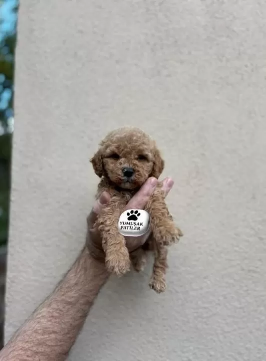 Toy Poodle Dişi Ve Erkek