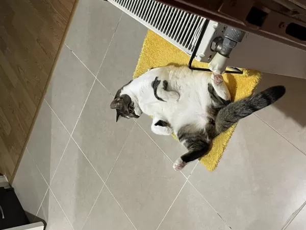Acil Yuva Arayan Oyuncu Kedimiz