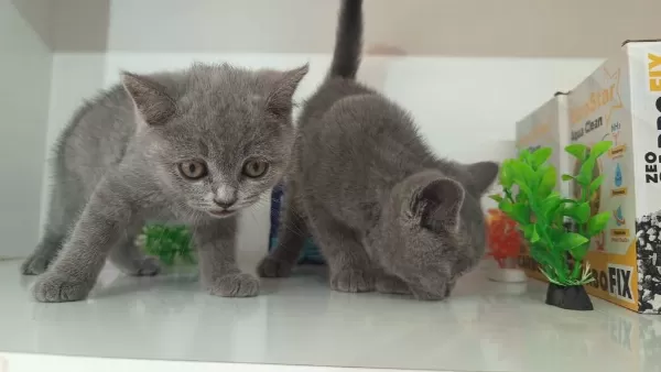 İrk Ve Sağlik Garanti Orjinal British Shorthair