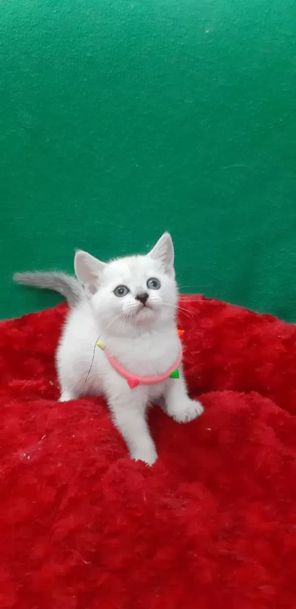 British Shorthair Tatlı Yavrumuz