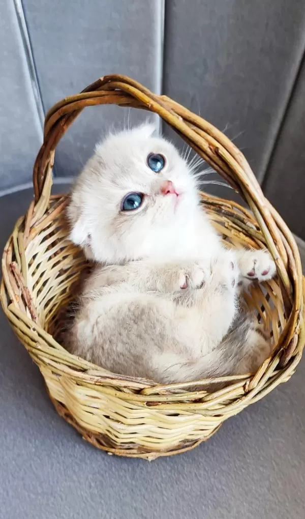 Harika Scottish Fold Erkek