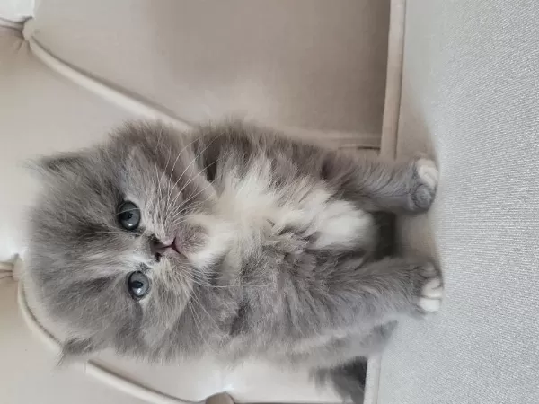 Eşsiz Güzellikte İpek Tüylü Birman Ve British Longhair