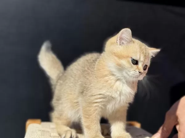 Ankarada Ziyarete Açık Ny12 British Shorthair