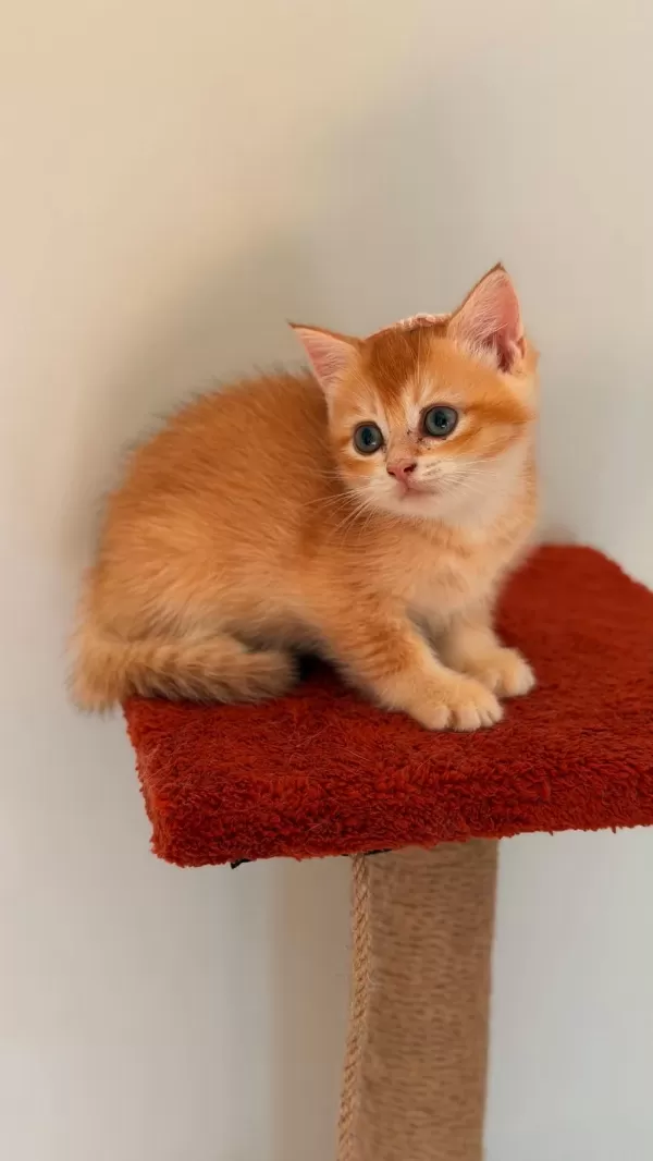 Altın Sarısı Golden British Shorthair Kızım