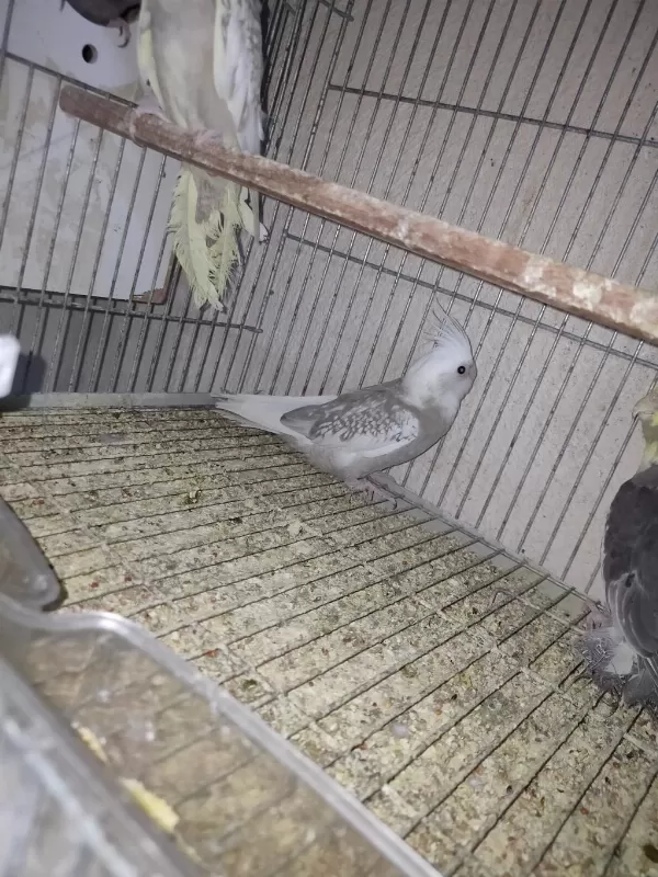 Yavru Sultan Papağanı 2 Aylık