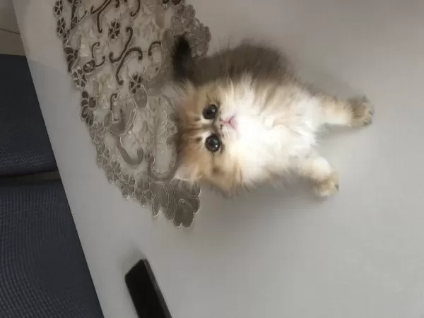 British Longhair Dişi