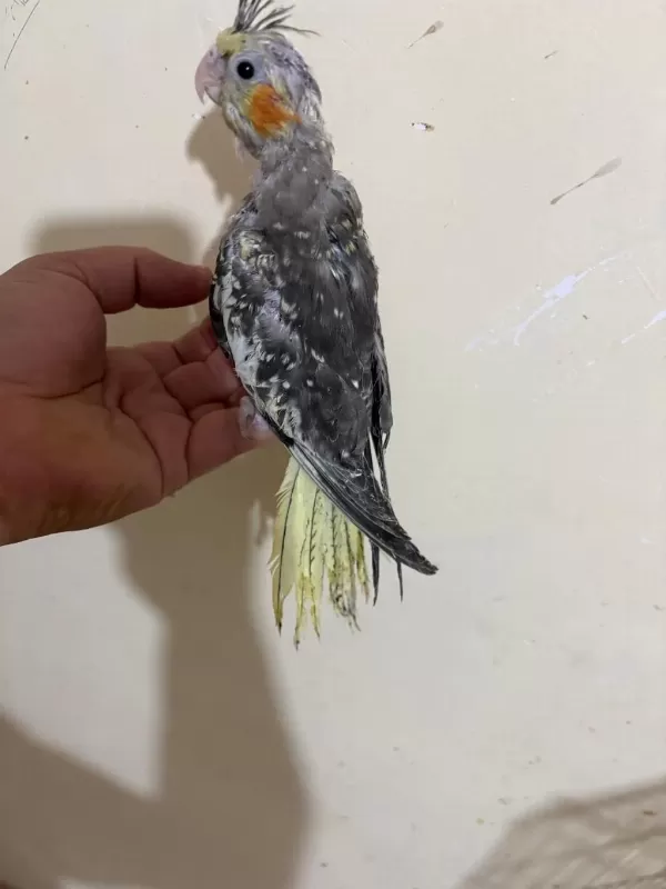 46 Günlük Full Evcil Kusursuz Sultan Papağani