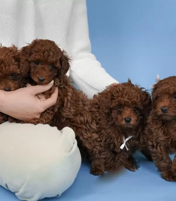 İrk Garantili Toy Poodle Yavrulari