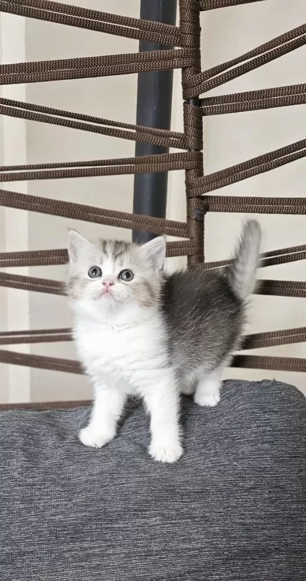 British Shorthair Yavrular