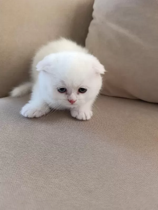 Karbeyaz Ns11 Scottish Fold Yavrusu