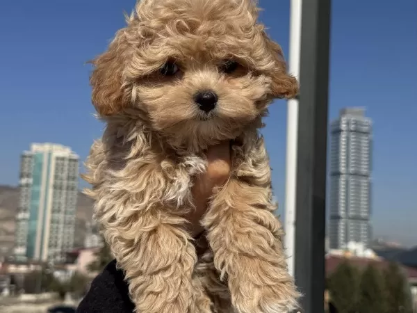 Petmode Köpek Çiftliğinden Kore Maltipoo